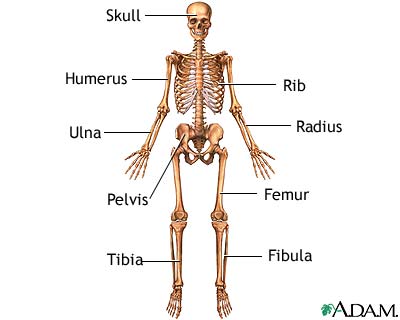 Shape Skeleton